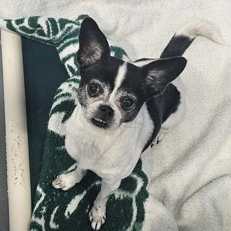 Gracie