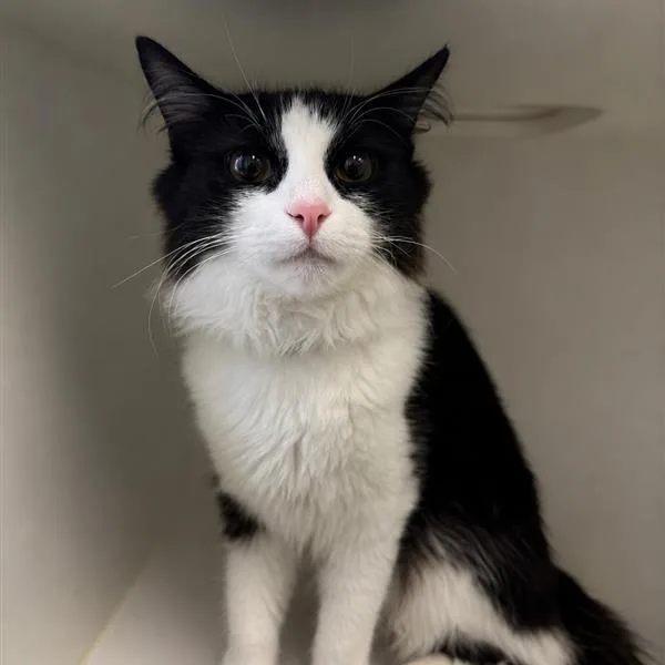 A young medium-sized female Black Domestic Medium Hair cat named Fluffy for adoption in Long Beach, CA