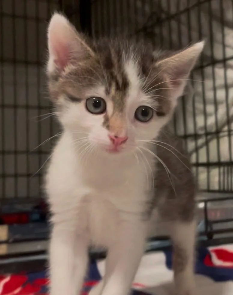 A baby small-sized female Tabby (Brown / Chocolate) Domestic Short Hair cat named Stella for adoption in Turnersville, NJ