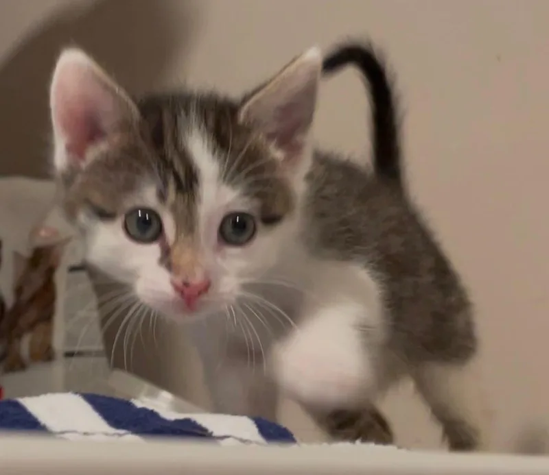 Stella thumbnail 2