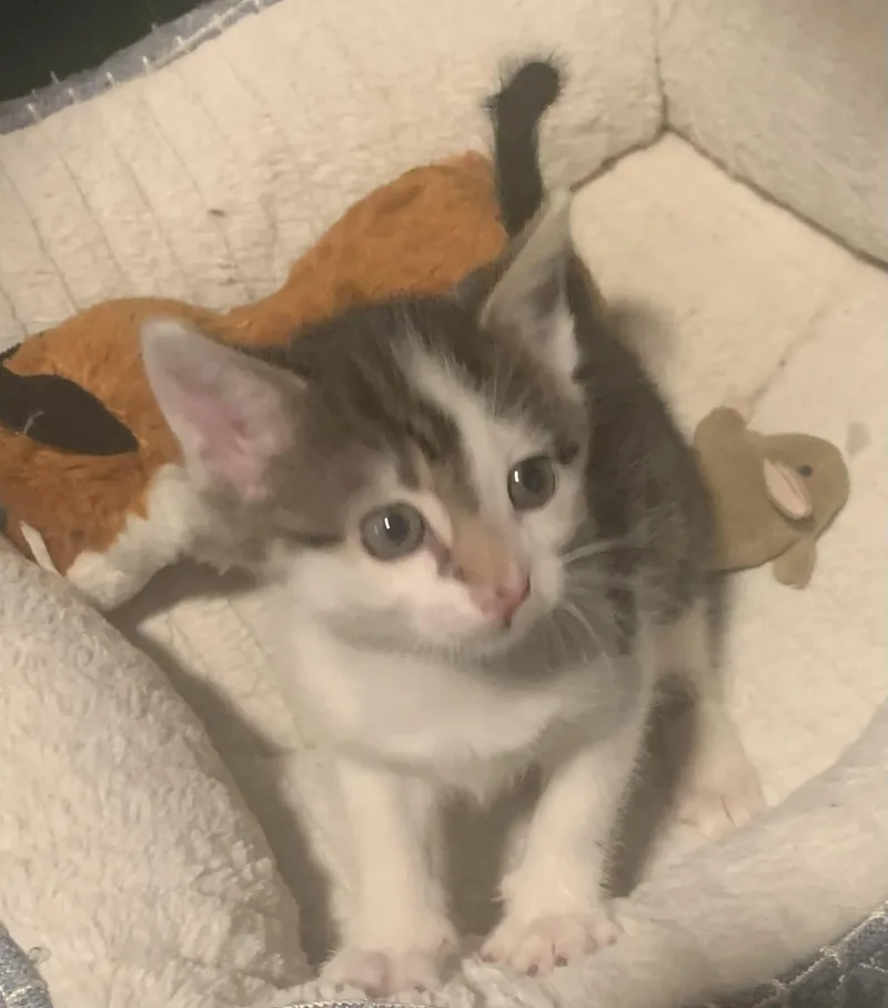Stella thumbnail 3