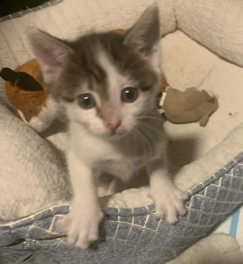 Stella thumbnail 5