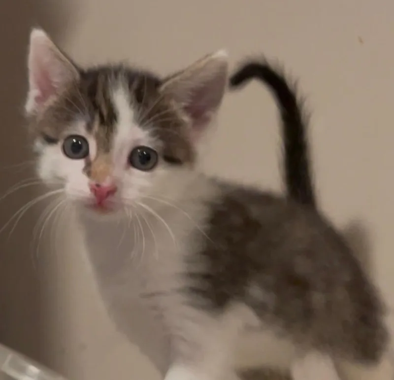 Stella thumbnail 6