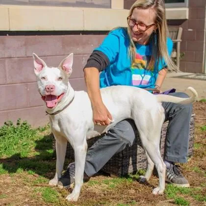 An adult large-sized female Mixed Breed dog named Snow for adoption in Chamblee, GA