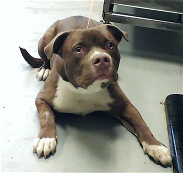 A young large-sized male Pit Bull Terrier dog named Flapjack for adoption in Fayetteville, NC