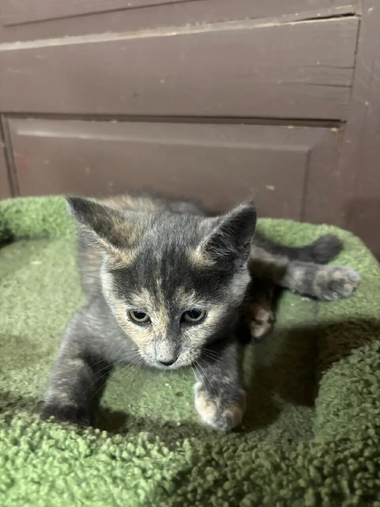 A baby small-sized female Gray / Blue / Silver Domestic Short Hair cat named Clarise for adoption in Mooresville, NC