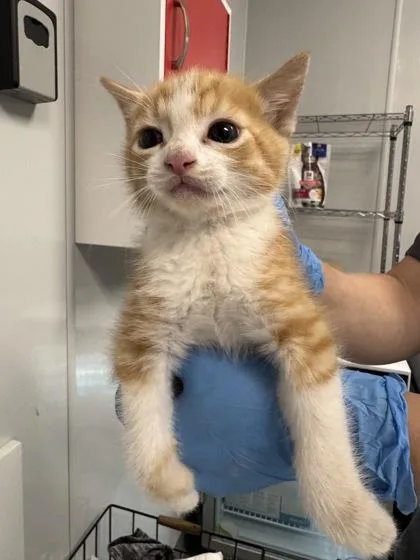 A young small-sized male Domestic Short Hair cat named B Rattler for adoption in North Charleston, SC