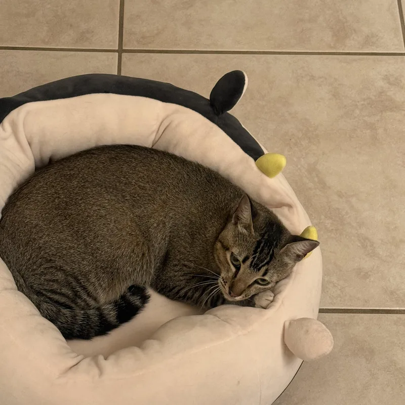 Suki thumbnail 6