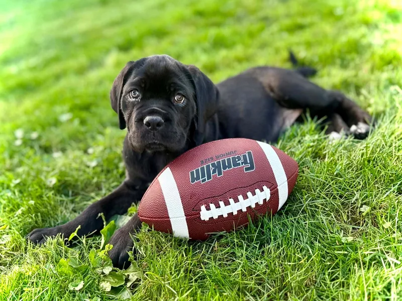 A baby large-sized female Cane Corso dog named Angel for adoption in Parma Heights, OH