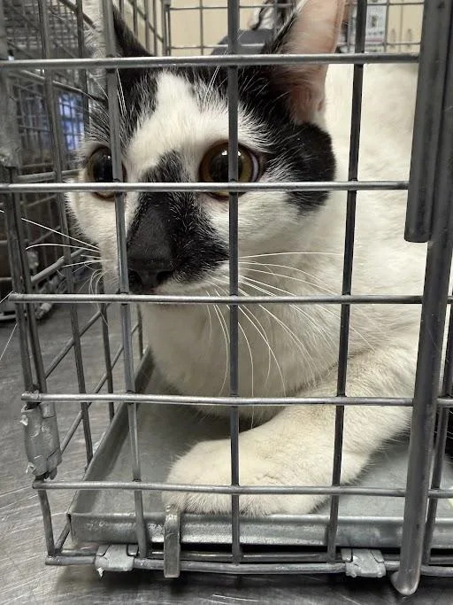 A young medium-sized female Domestic Short Hair cat named Madonna for adoption in Las Vegas, NV