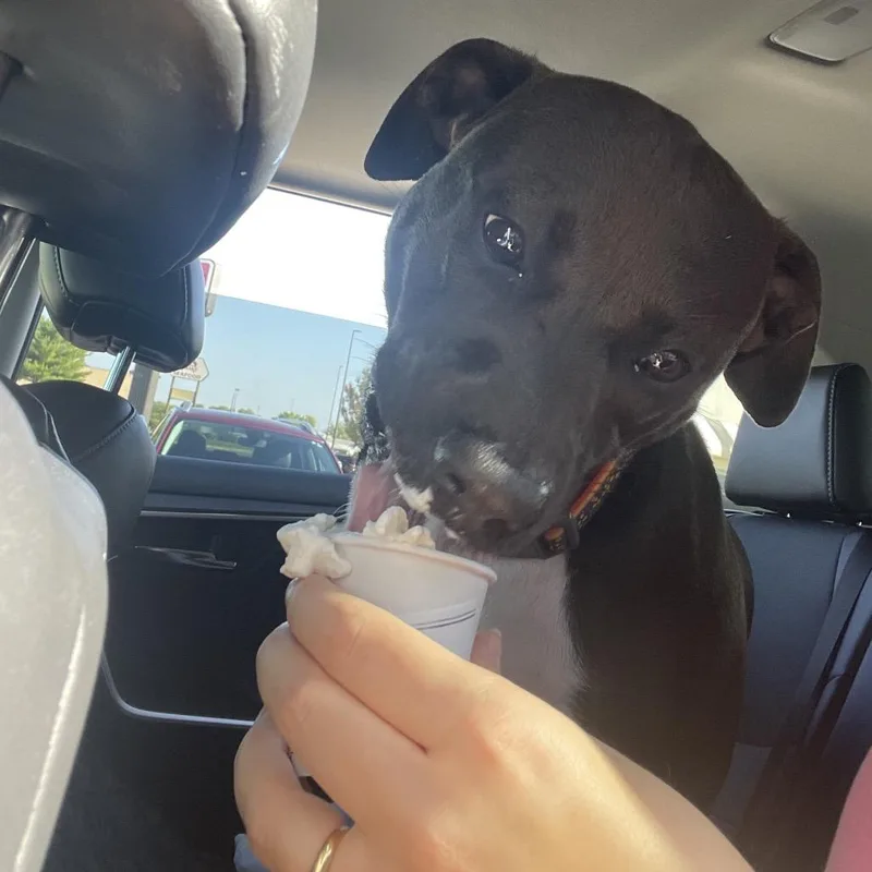 A young medium-sized female Black Pit Bull Terrier dog named Zelda for adoption in Springfield, IL