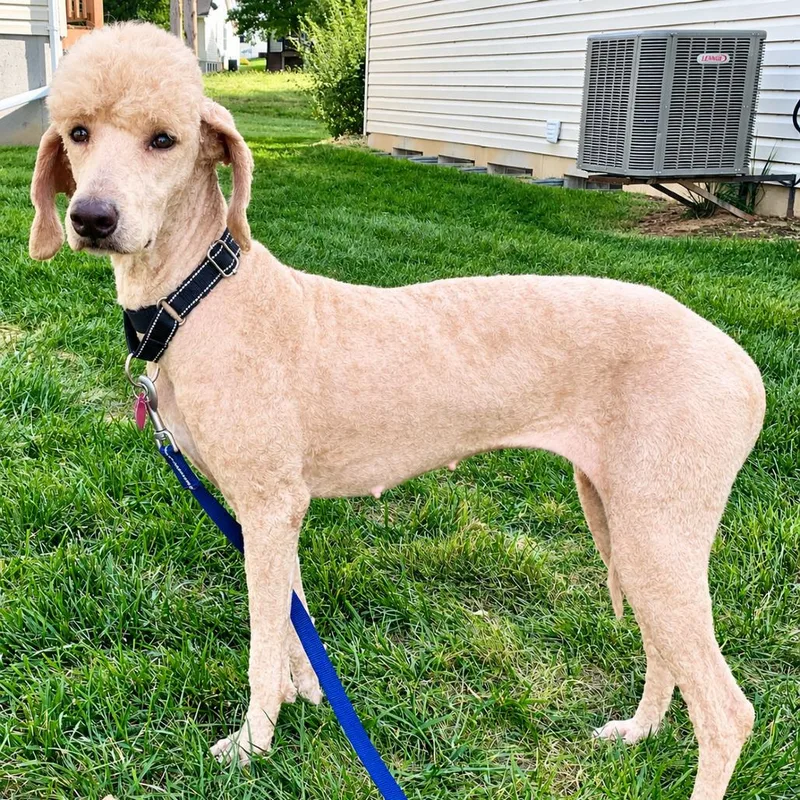 An adult medium-sized female Red / Chestnut / Orange Standard Poodle dog named Piper for adoption in Saint Peters, MO