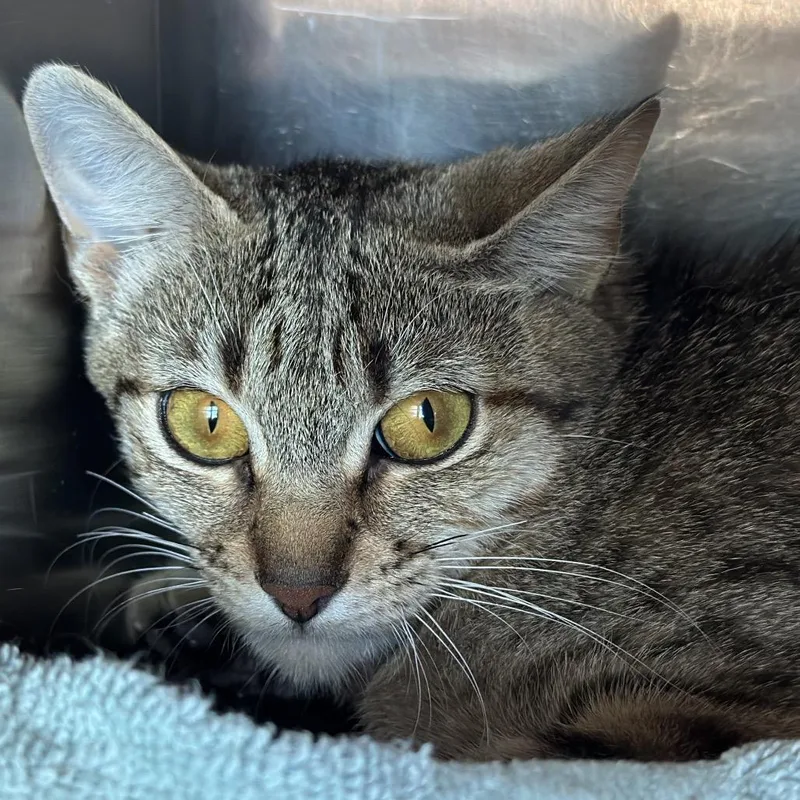 A young small-sized female Black Domestic Short Hair cat named Brave for adoption in Matteson, IL
