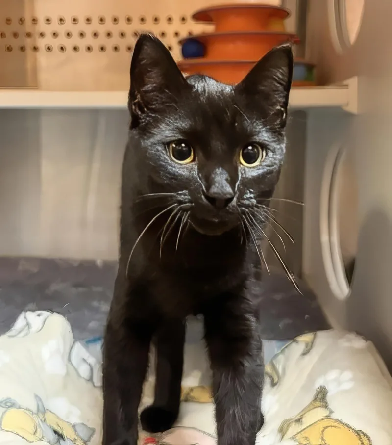 A young small-sized male Black Domestic Short Hair cat named Spider for adoption in Nashville, TN