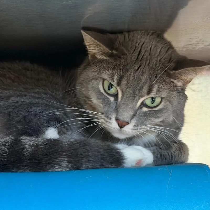 An adult medium-sized female Gray / Blue / Silver Domestic Short Hair cat named Loki for adoption in Waukesha, WI