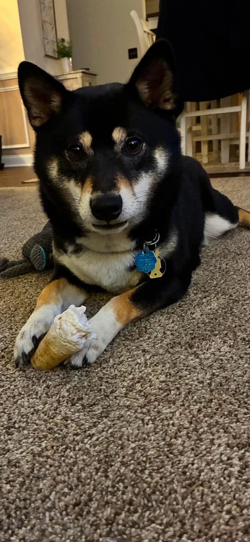 An adult medium-sized male Tricolor (Brown, Black, & White) Shiba Inu dog named Nikko for adoption in Toms River, NJ