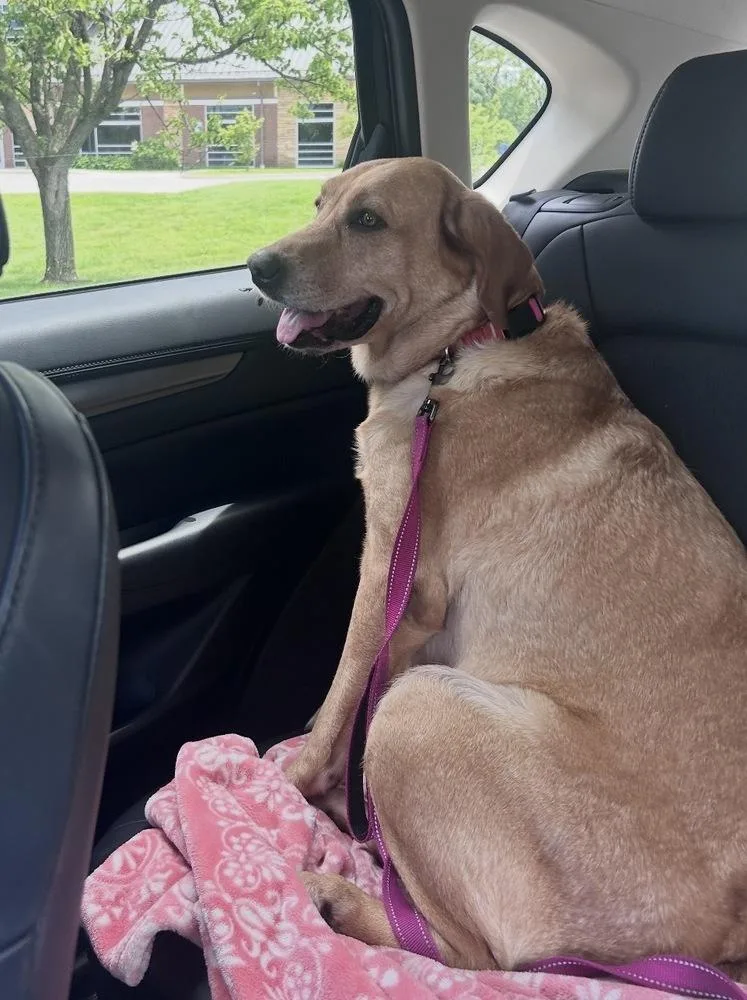 An adult large-sized female Labrador Retriever dog named Olivia for adoption in South Bend, IN