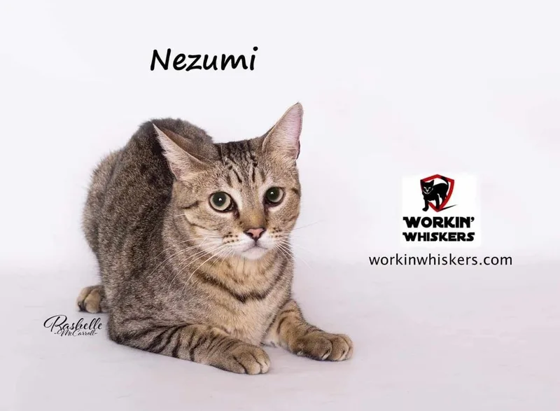 A young medium-sized male Tabby (Brown / Chocolate) Egyptian Mau cat named Nezumi for adoption in HEMET, CA