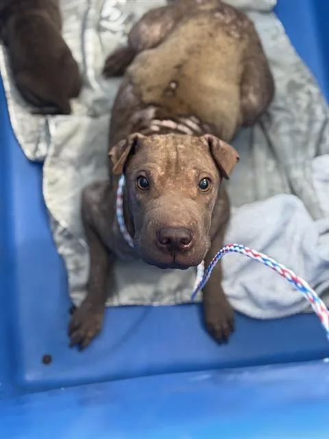 A young medium-sized female Mixed Breed dog named Dawn for adoption in Dallas, TX
