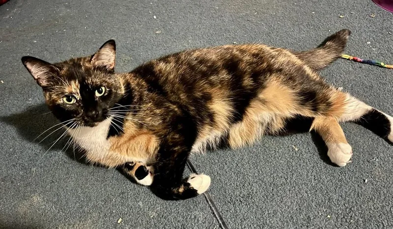An adult medium-sized female Domestic Short Hair cat named Callie for adoption in Bolton, CT