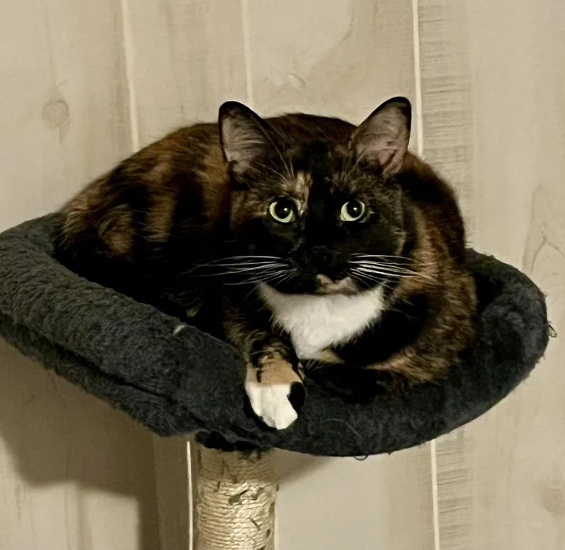 Callie thumbnail 2