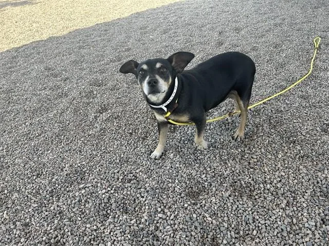 A senior small-sized male Dachshund dog named Bruno for adoption in Mesa, AZ