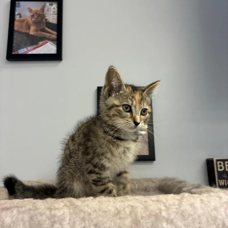 A baby small-sized female Gray / Blue / Silver Domestic Medium Hair cat named Burke for adoption in Morganfield, KY