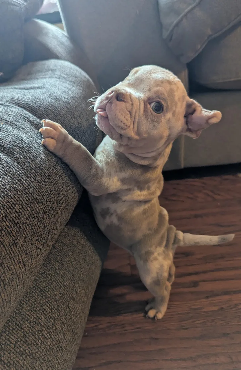 A baby small-sized male French Bulldog dog named Mike Wazowski for adoption in Plano, TX