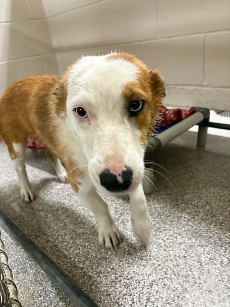 A young medium-sized female Corgi dog named Vanellope for adoption in Georgetown, OH