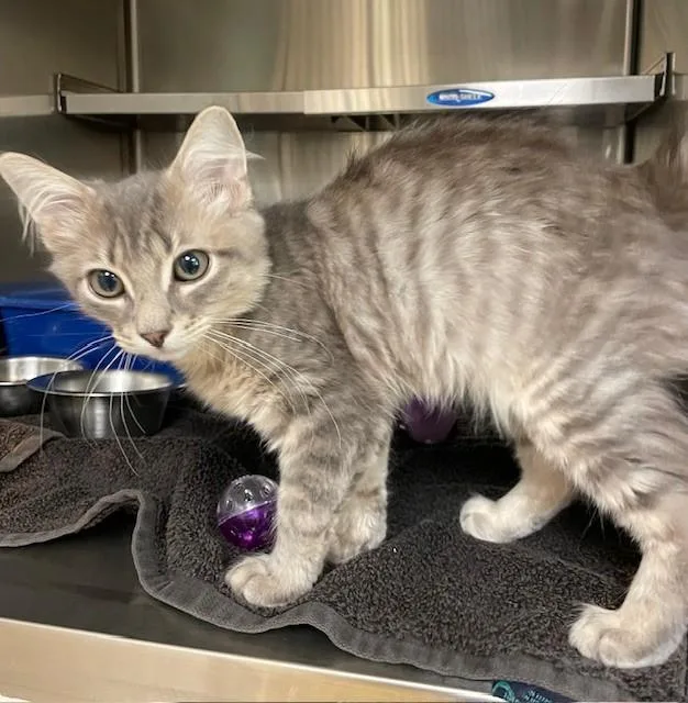 A young medium-sized male Tabby (Gray / Blue / Silver) Domestic Short Hair cat named Spock for adoption in Prudenville, MI
