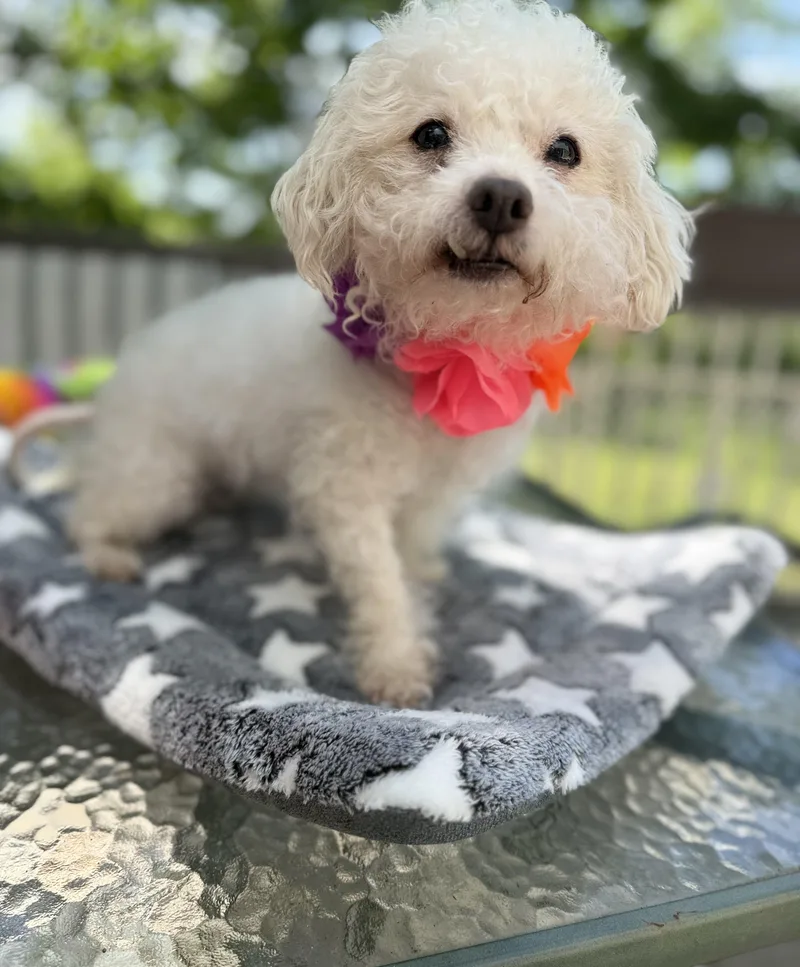Molly thumbnail 2