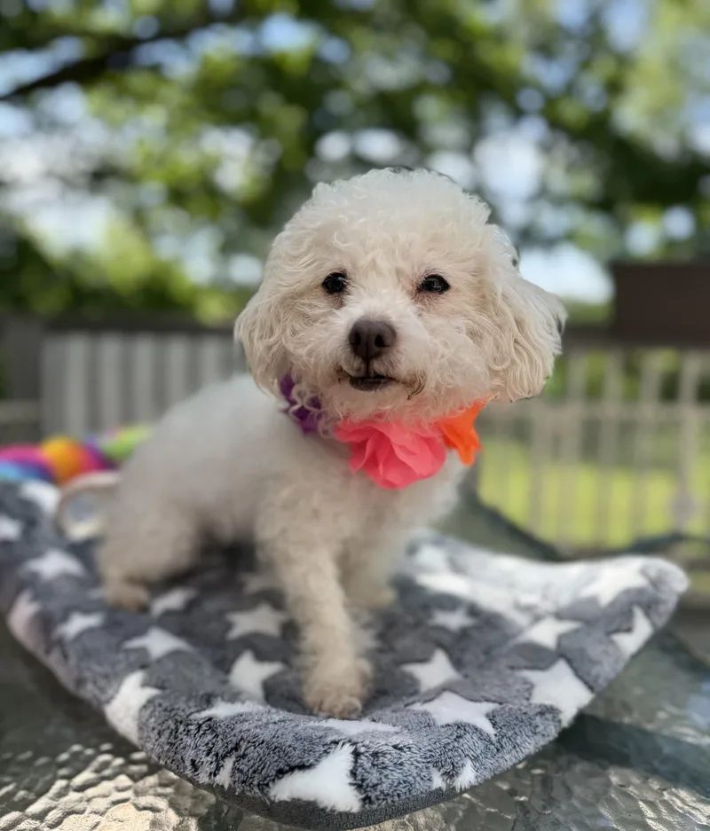 Molly thumbnail 5