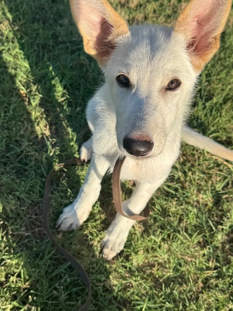 A baby large-sized male German Shepherd Dog dog named Wiley for adoption in Ovilla, TX