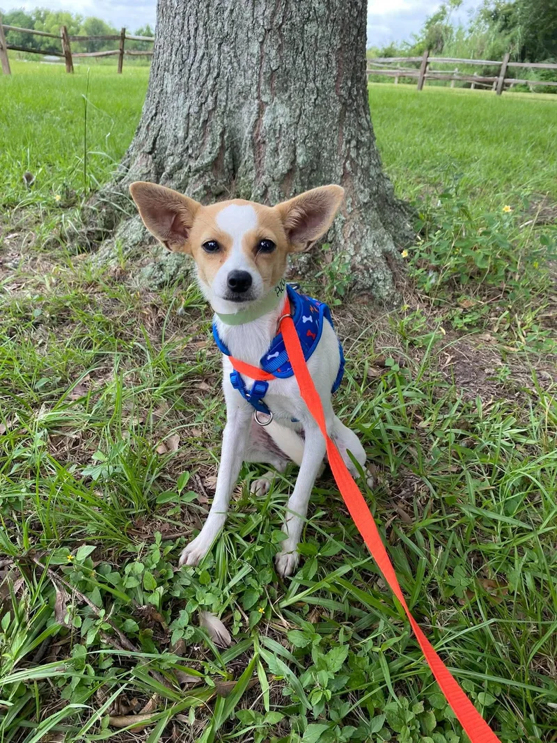 A young small-sized female White / Cream Chihuahua dog named Twisty for adoption in Winnie, TX