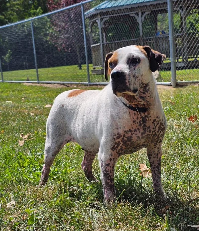 An adult medium-sized female Beagle dog named Raven for adoption in Huntington, IN
