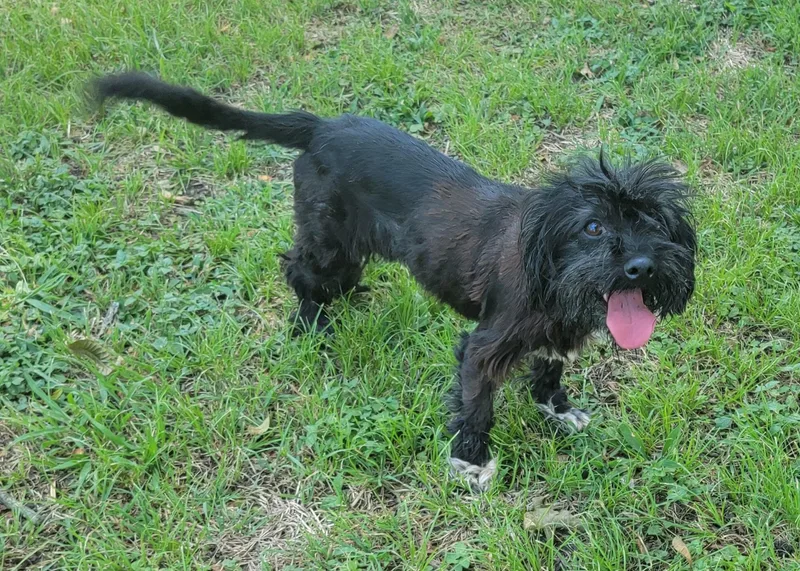 An adult small-sized female Black Shih Tzu dog named Betsy for adoption in Van Alstyne, TX