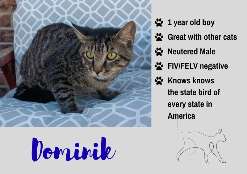 An adult medium-sized male Tabby (Brown / Chocolate) Domestic Short Hair cat named Dominik for adoption in Junction City, KS