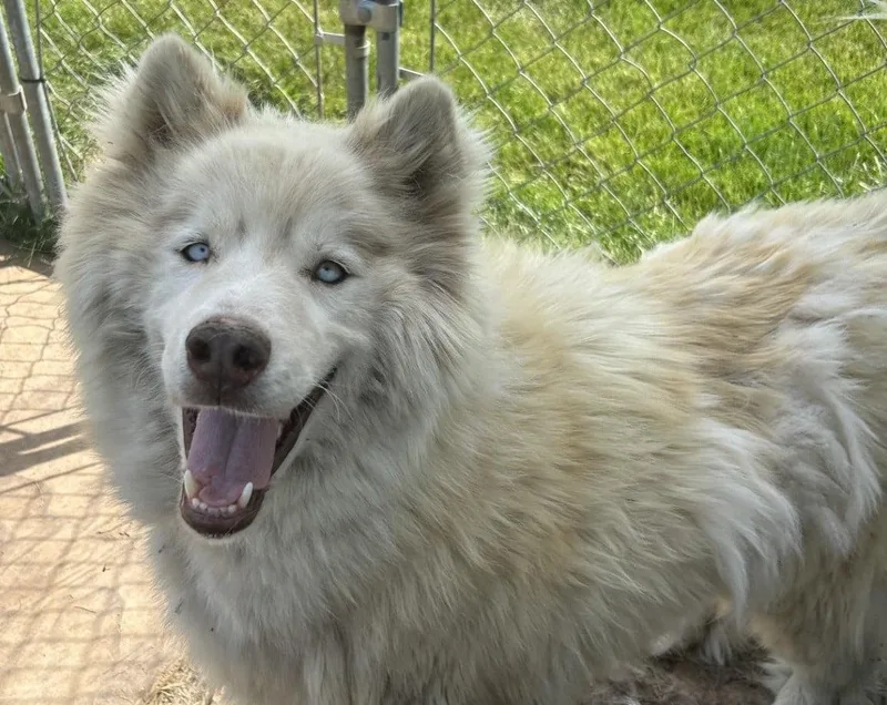 An adult large-sized female White / Cream Husky dog named Loki for adoption in Mora, MN