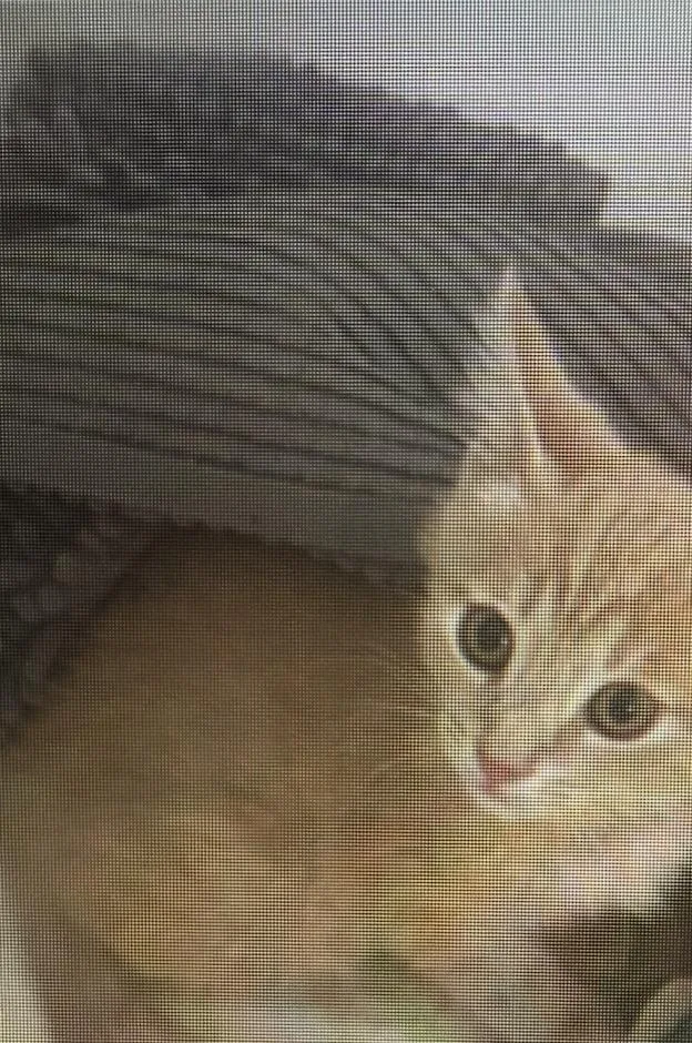 A young medium-sized male Buff / Tan / Fawn Domestic Short Hair cat named Kuwolski for adoption in Bardstown, KY