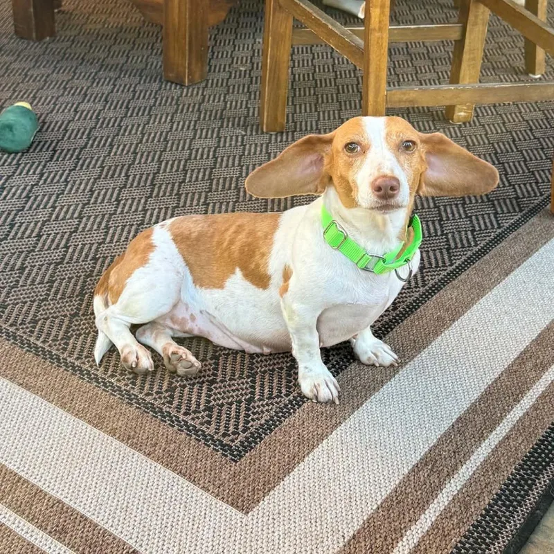 An adult small-sized female Yellow / Tan / Blond / Fawn Dachshund dog named Lexi for adoption in Olathe, KS