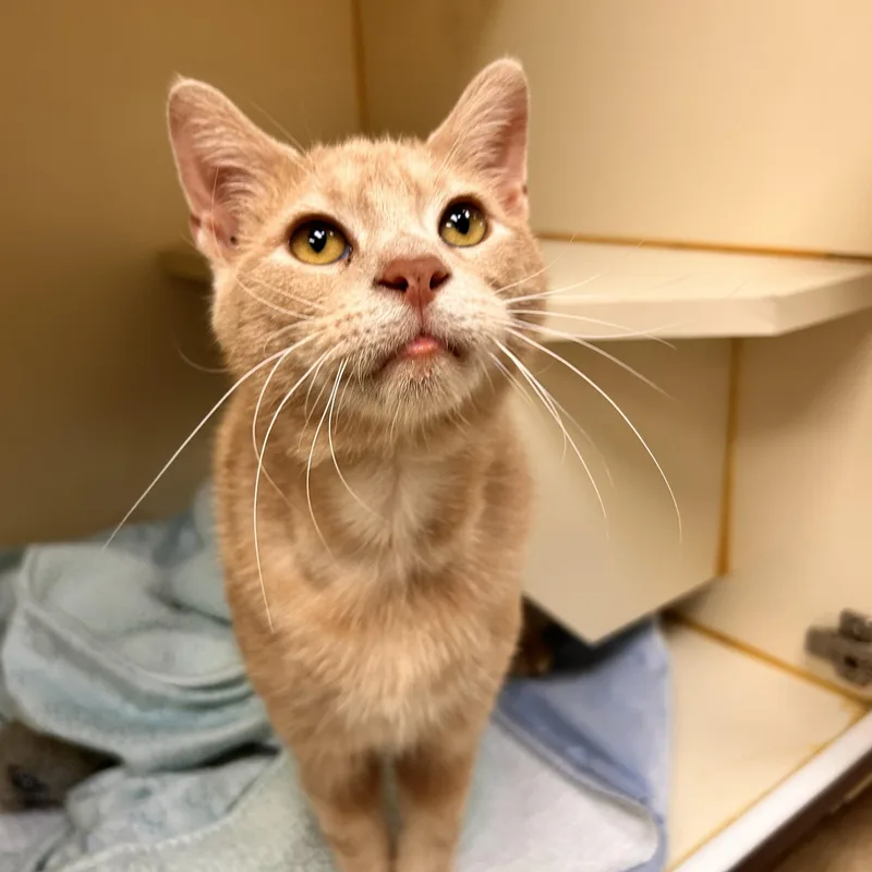 An adult medium-sized male Buff / Tan / Fawn Domestic Short Hair cat named Newt for adoption in Myerstown, PA