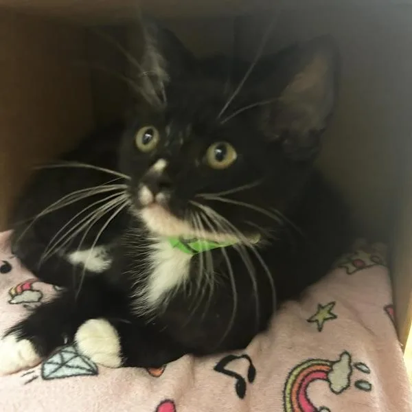 A baby medium-sized male Domestic Short Hair cat named Moonstone for adoption in Oakland, CA