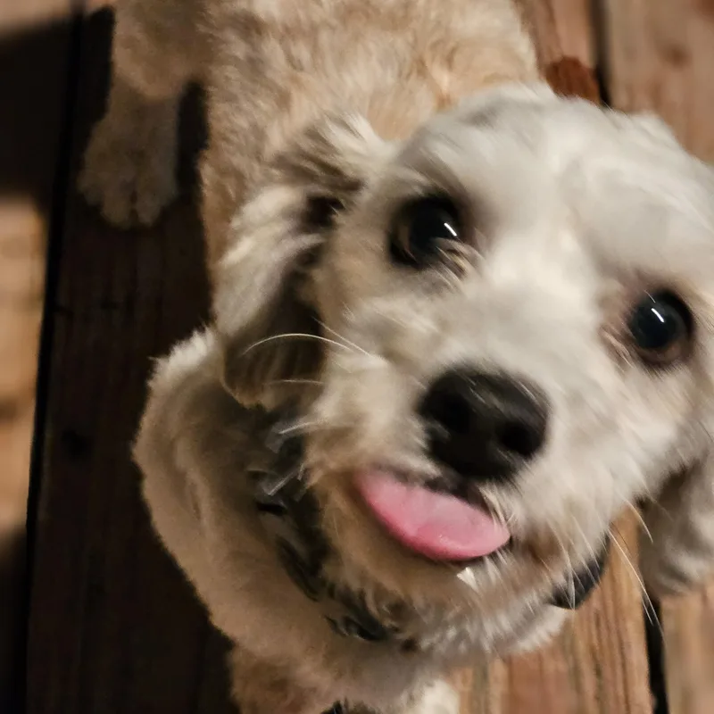 An adult small-sized male Havanese dog named Bentley for adoption in O Fallon, IL