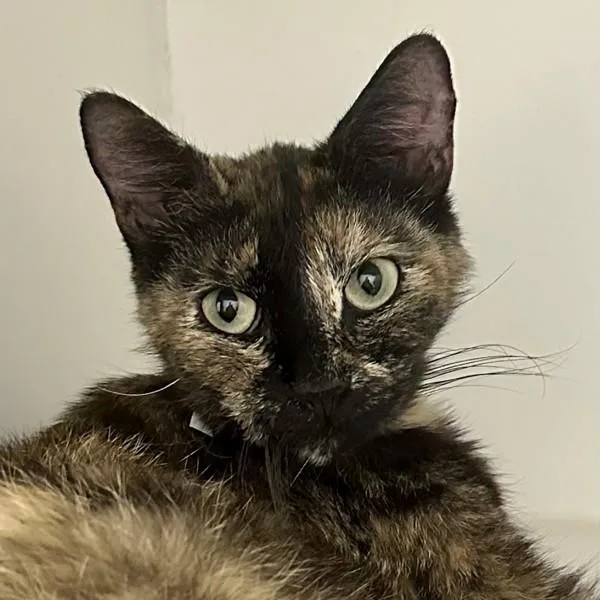 Queen Guava