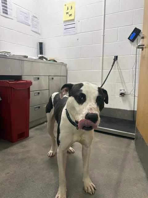 An adult large-sized male Pit Bull Terrier dog named Alvin for adoption in Upper Marlboro, MD