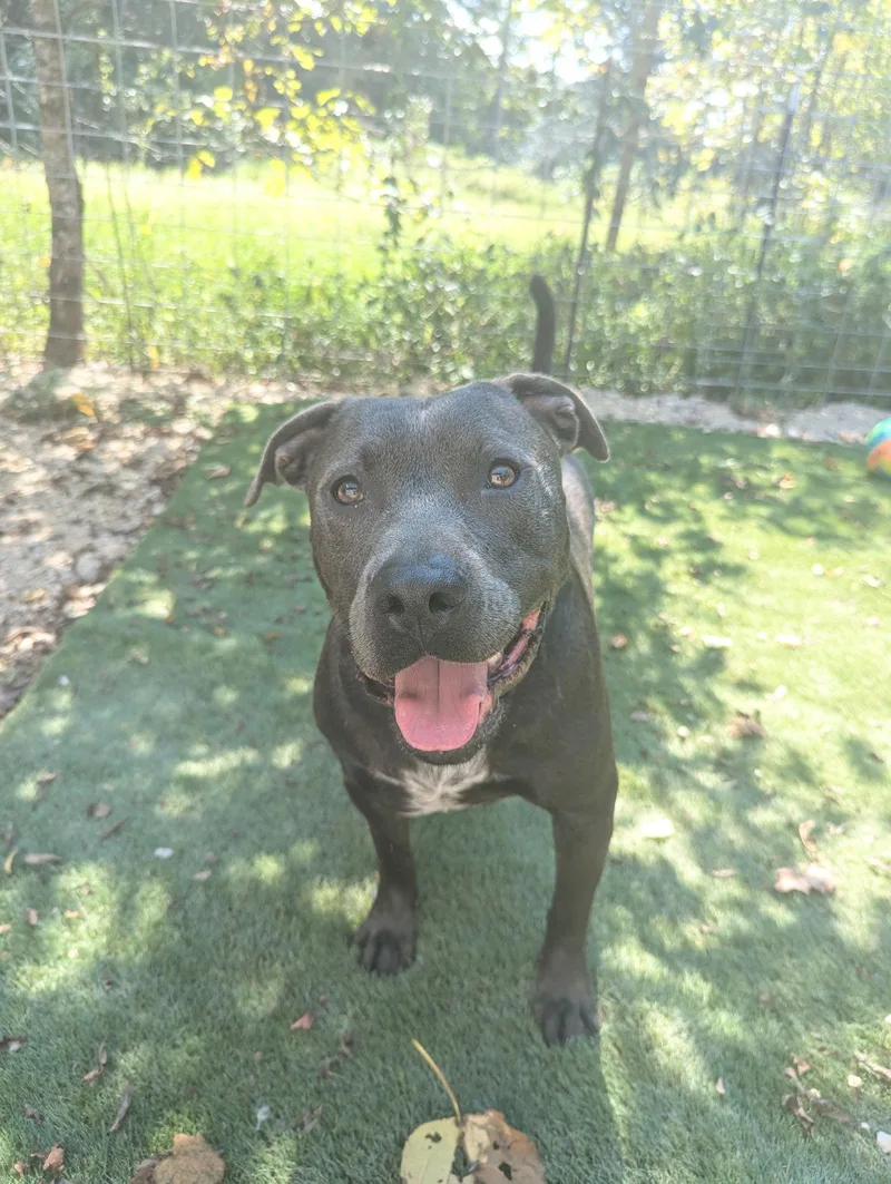 Thaddeus thumbnail 3