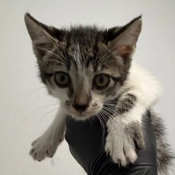 Mimi
