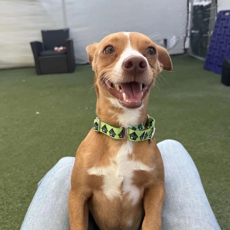 A baby small-sized male Chihuahua dog named Kingston for adoption in San Diego, CA