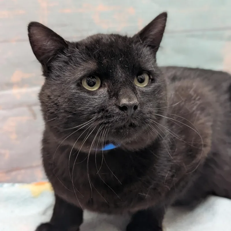 An adult medium-sized male Black Domestic Short Hair cat named Pook for adoption in Spokane, WA