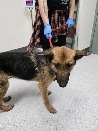 A young large-sized female German Shepherd Dog dog named Seaside for adoption in Oakland, CA